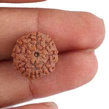 Load image into Gallery viewer, 8 Mukhi Rudraksha from Indonesia - Bead No. 144
