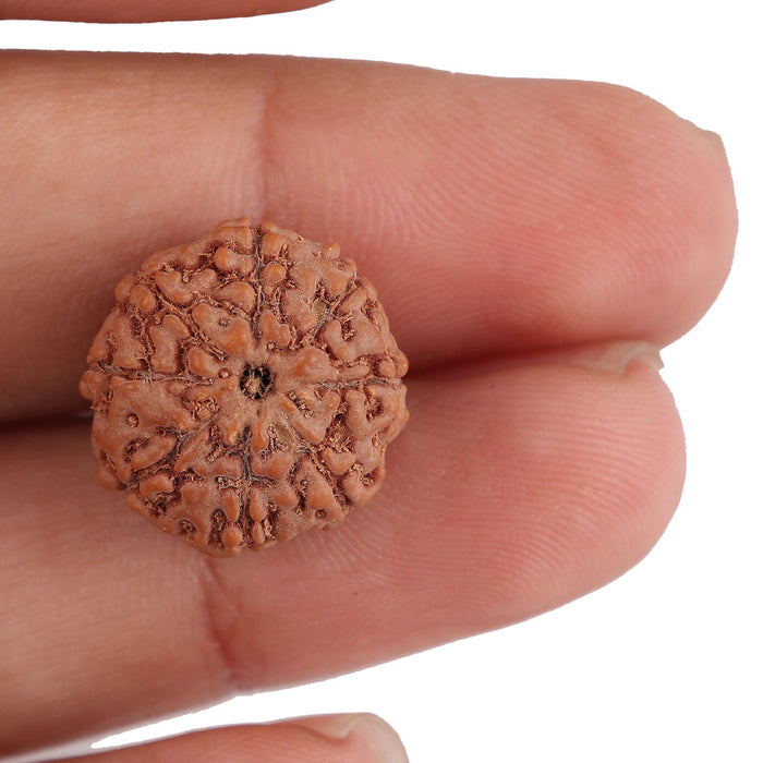 8 Mukhi Rudraksha from Indonesia - Bead No. 144