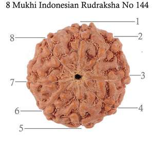 8 Mukhi Rudraksha from Indonesia - Bead No. 144