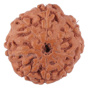 8 Mukhi Rudraksha from Indonesia - Bead No. 145