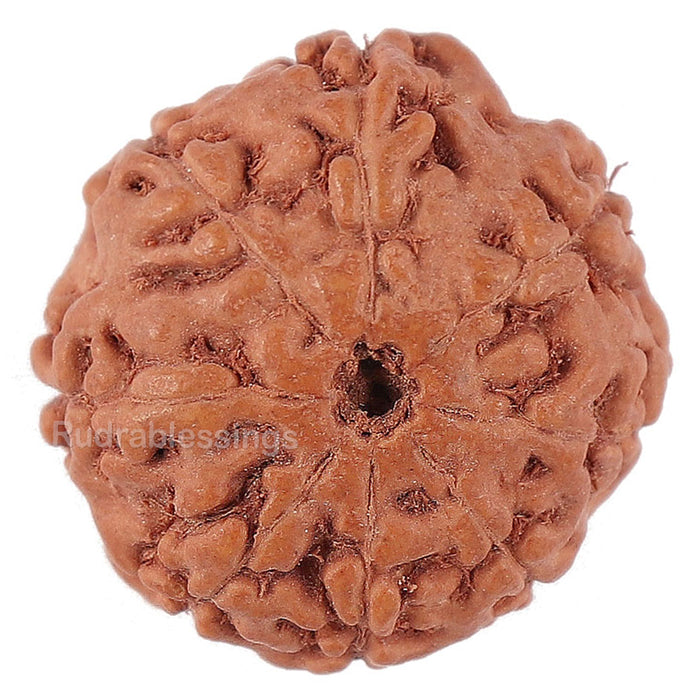 8 Mukhi Rudraksha from Indonesia - Bead No. 145