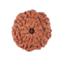 Load image into Gallery viewer, 8 Mukhi Rudraksha from Indonesia - Bead No. 145

