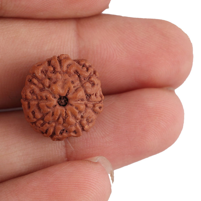 8 Mukhi Rudraksha from Indonesia - Bead No. 145