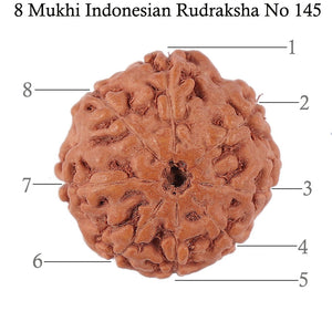 8 Mukhi Rudraksha from Indonesia - Bead No. 145