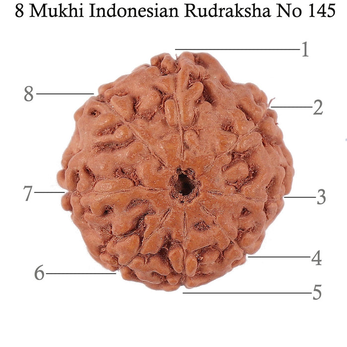 8 Mukhi Rudraksha from Indonesia - Bead No. 145