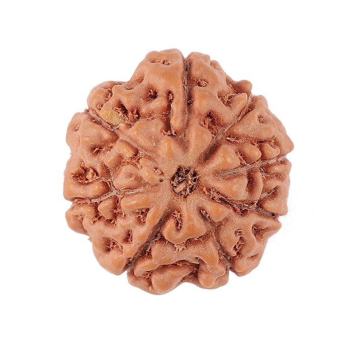 8 Mukhi Rudraksha from Indonesia - Bead No. 147