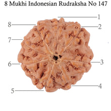 Load image into Gallery viewer, 8 Mukhi Rudraksha from Indonesia - Bead No. 147

