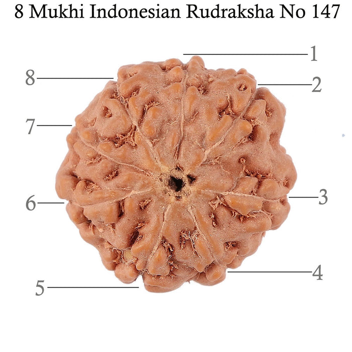 8 Mukhi Rudraksha from Indonesia - Bead No. 147