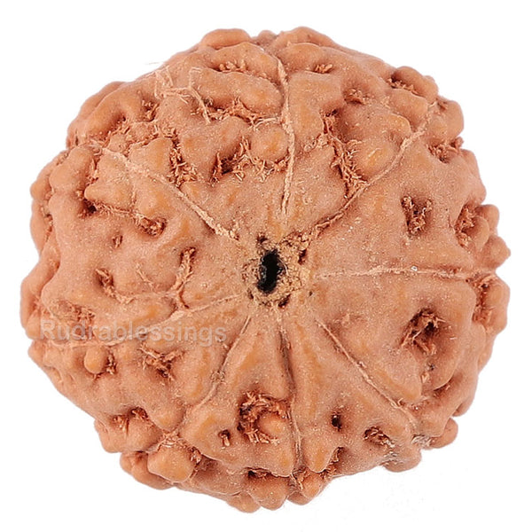 8 Mukhi Rudraksha from Indonesia - Bead No. 148
