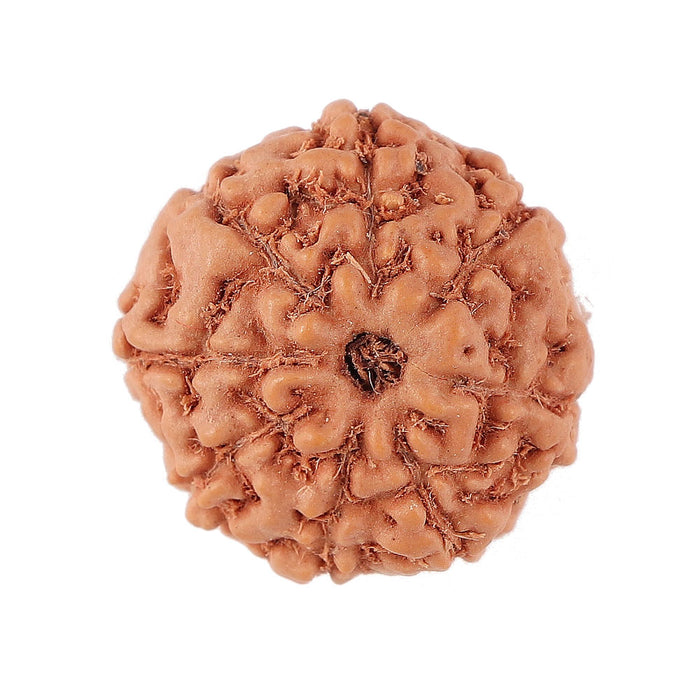 8 Mukhi Rudraksha from Indonesia - Bead No. 148