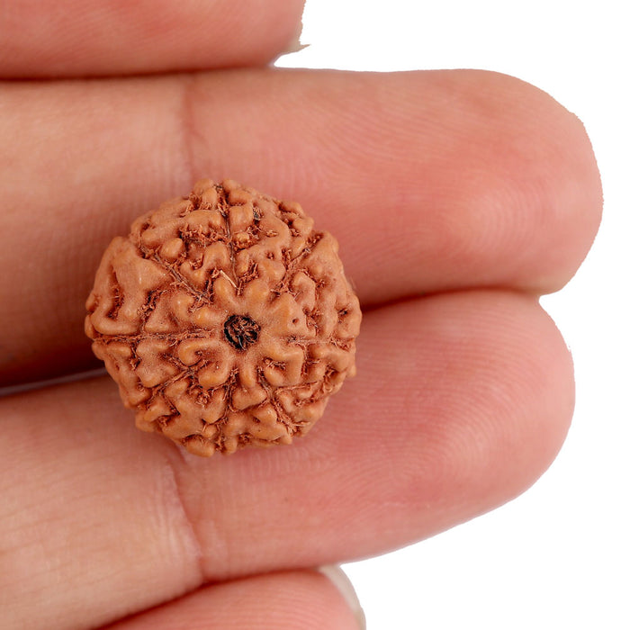 8 Mukhi Rudraksha from Indonesia - Bead No. 148
