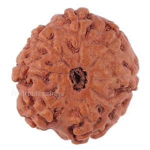 8 Mukhi Rudraksha from Indonesia - Bead No. 149
