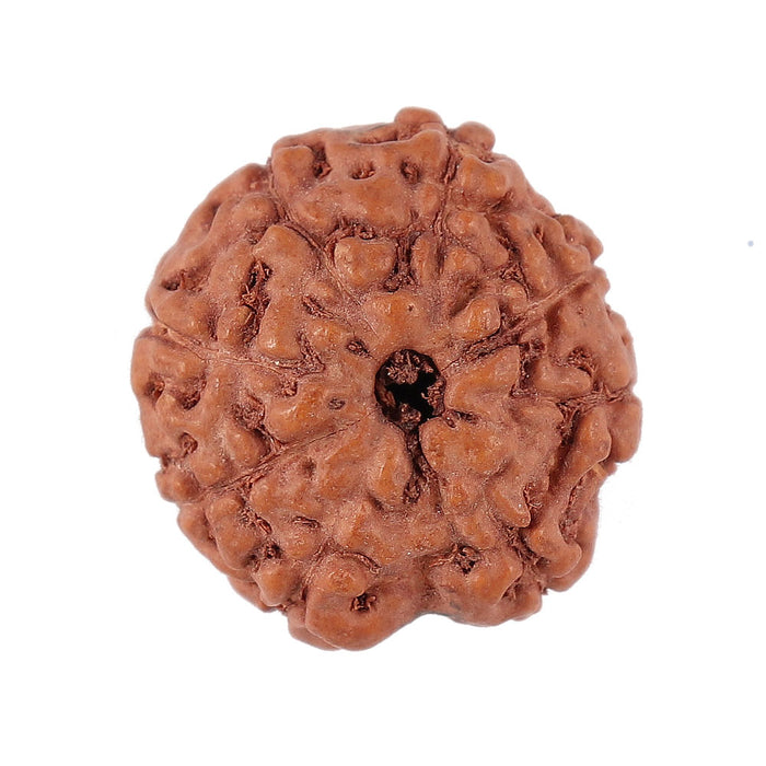 8 Mukhi Rudraksha from Indonesia - Bead No. 149