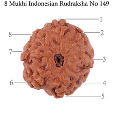 Load image into Gallery viewer, 8 Mukhi Rudraksha from Indonesia - Bead No. 149
