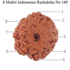 8 Mukhi Rudraksha from Indonesia - Bead No. 149