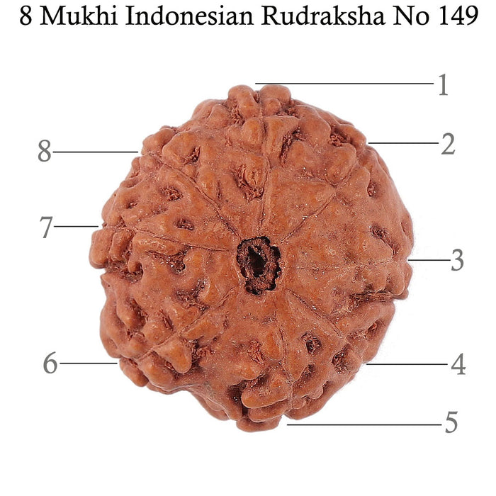 8 Mukhi Rudraksha from Indonesia - Bead No. 149