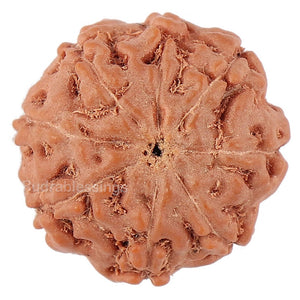 8 Mukhi Rudraksha from Indonesia - Bead No. 150