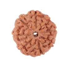 Load image into Gallery viewer, 8 Mukhi Rudraksha from Indonesia - Bead No. 150
