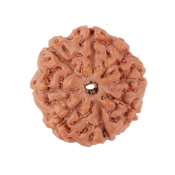 8 Mukhi Rudraksha from Indonesia - Bead No. 150