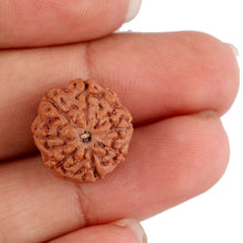 Load image into Gallery viewer, 8 Mukhi Rudraksha from Indonesia - Bead No. 150
