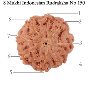 8 Mukhi Rudraksha from Indonesia - Bead No. 150