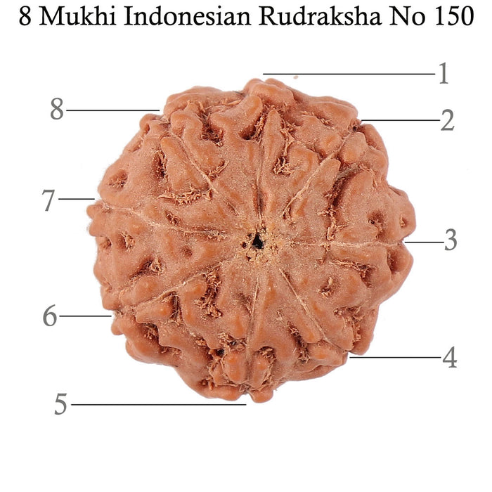8 Mukhi Rudraksha from Indonesia - Bead No. 150