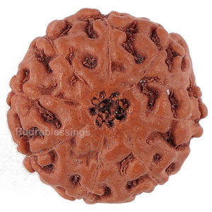8 Mukhi Rudraksha from Indonesia - Bead No. 151