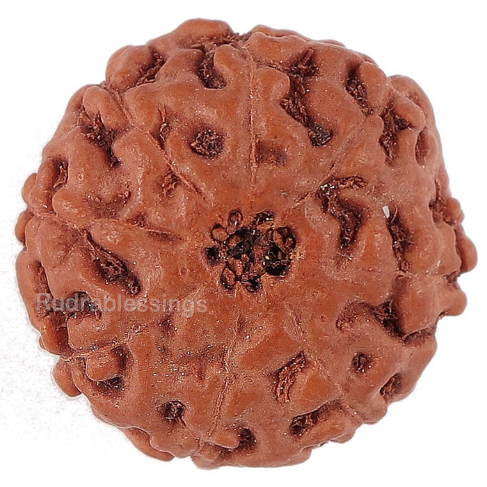 8 Mukhi Rudraksha from Indonesia - Bead No. 151