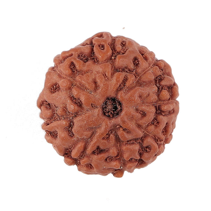 8 Mukhi Rudraksha from Indonesia - Bead No. 151