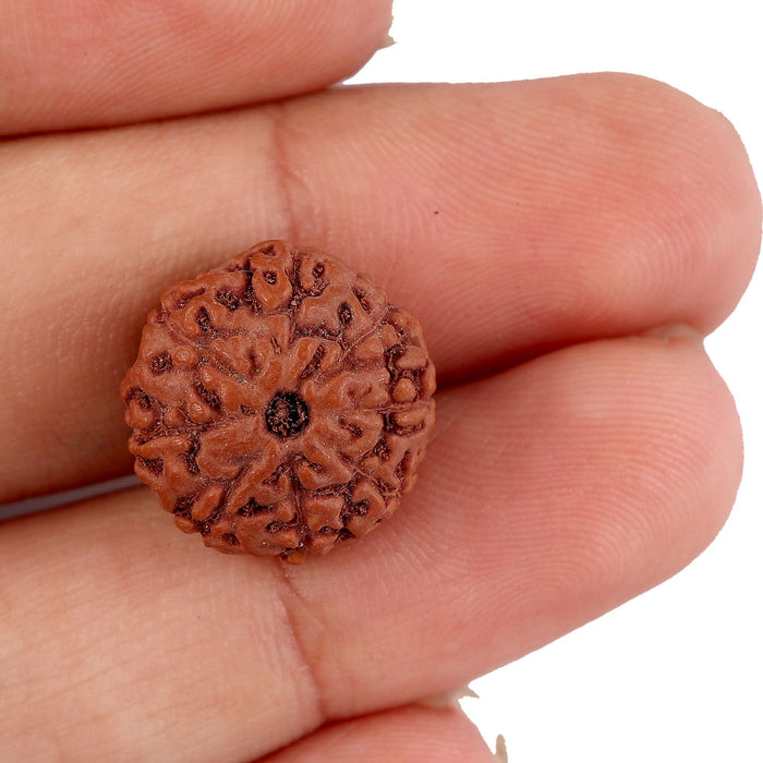 8 Mukhi Rudraksha from Indonesia - Bead No. 151