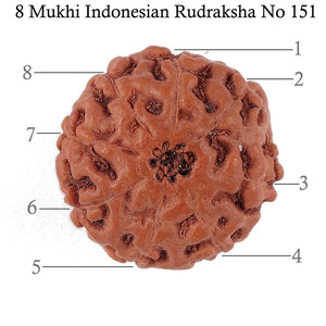 8 Mukhi Rudraksha from Indonesia - Bead No. 151