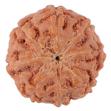 Load image into Gallery viewer, 8 Mukhi Rudraksha from Indonesia - Bead No. 152
