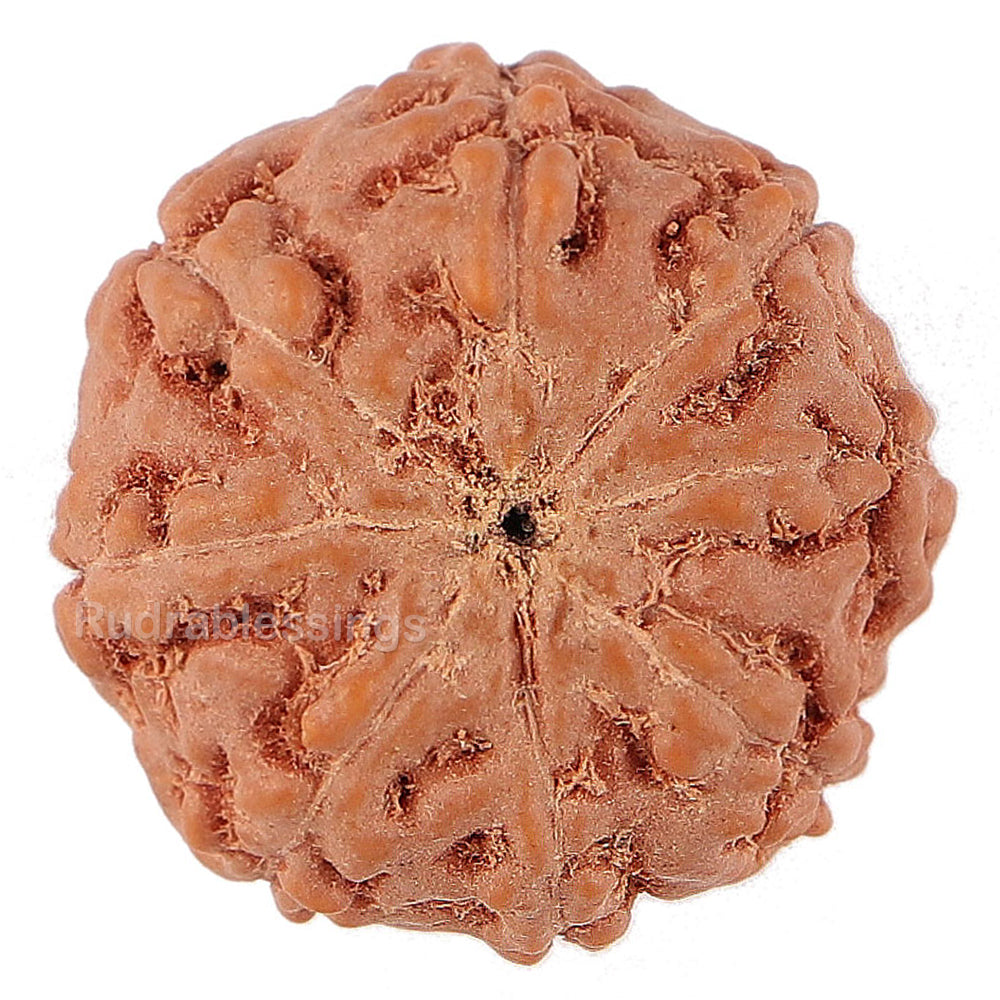 8 Mukhi Rudraksha from Indonesia - Bead No. 152