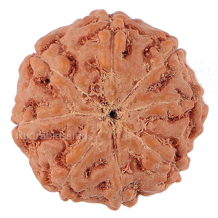 8 Mukhi Rudraksha from Indonesia - Bead No. 152
