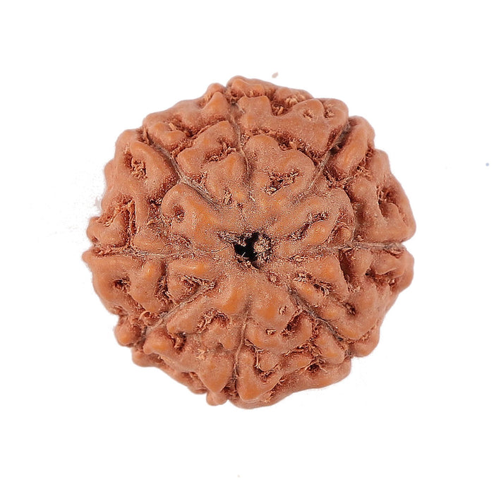 8 Mukhi Rudraksha from Indonesia - Bead No. 152