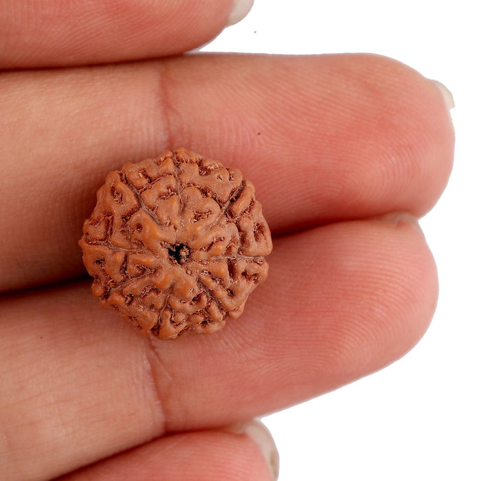 8 Mukhi Rudraksha from Indonesia - Bead No. 152