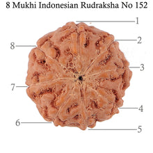 Load image into Gallery viewer, 8 Mukhi Rudraksha from Indonesia - Bead No. 152
