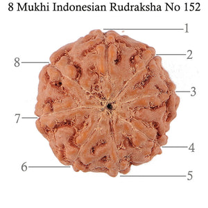 8 Mukhi Rudraksha from Indonesia - Bead No. 152