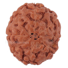 Load image into Gallery viewer, 8 Mukhi Rudraksha from Indonesia - Bead No. 153
