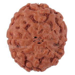8 Mukhi Rudraksha from Indonesia - Bead No. 153