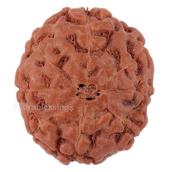 8 Mukhi Rudraksha from Indonesia - Bead No. 153