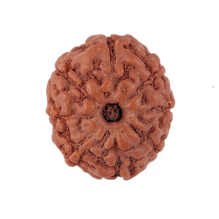 8 Mukhi Rudraksha from Indonesia - Bead No. 153