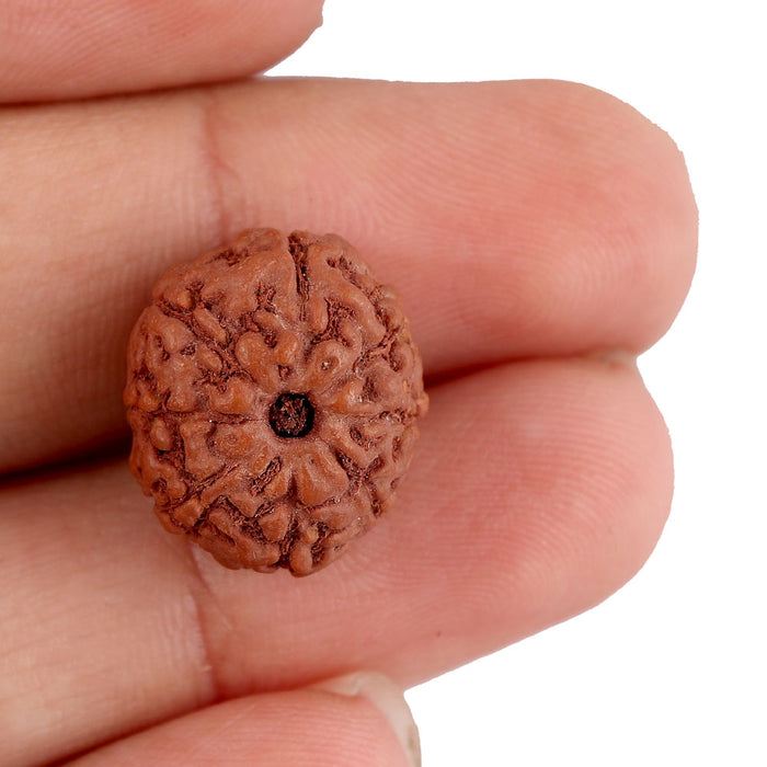 8 Mukhi Rudraksha from Indonesia - Bead No. 153