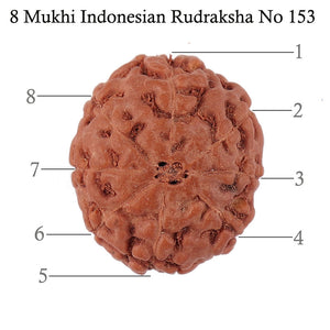8 Mukhi Rudraksha from Indonesia - Bead No. 153