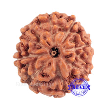 Load image into Gallery viewer, 8 Mukhi Rudraksha from Indonesia - Bead No. 155 (Gold Plated bracket)
