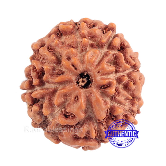 8 Mukhi Rudraksha from Indonesia - Bead No. 155 (Gold Plated bracket)