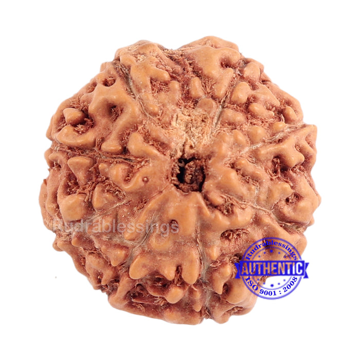 8 Mukhi Rudraksha from Indonesia - Bead No. 156 (Gold Plated bracket)