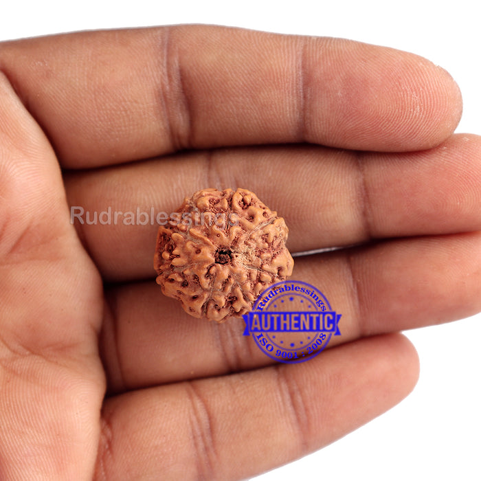 8 Mukhi Rudraksha from Indonesia - Bead No. 156 (Gold Plated bracket)