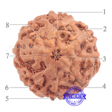 Load image into Gallery viewer, 8 Mukhi Rudraksha from Indonesia - Bead No. 157 (Gold Plated bracket)
