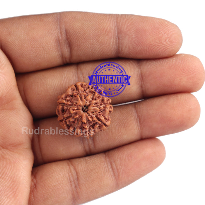 8 Mukhi Rudraksha from Indonesia - Bead No. 158 (Gold Plated bracket)